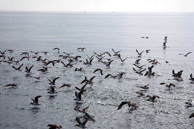 Ferry Benalmádena  Fuengirola - FAQ
