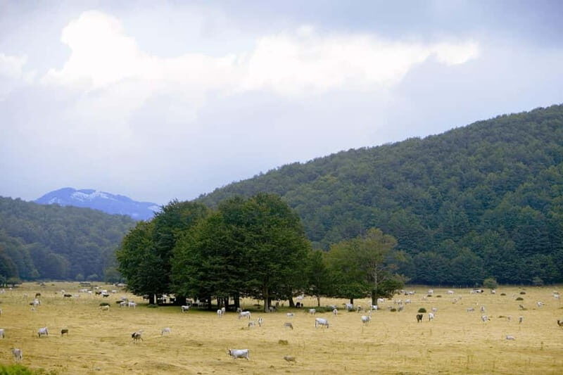 Feudi di San Gregorio: Wine Tasting Experience - Frequently Asked Questions