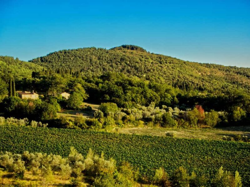 Fiesole E-Bike Tour with Olive Oil Tasting or Pool & Chill - The Bike Itself