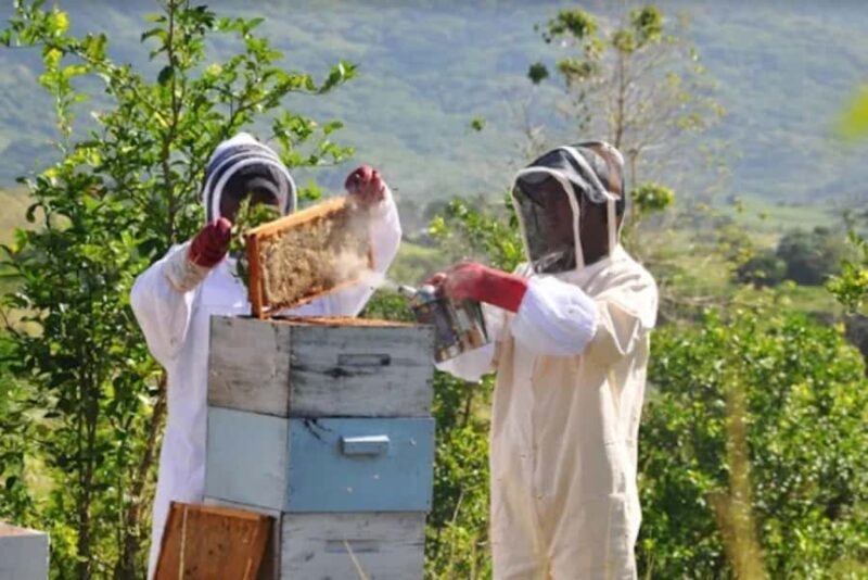 Fiji: Farm Tour: Animals, Honey Tasting & Fijian Cooking - How This Experience Fits Into Your Fiji Trip