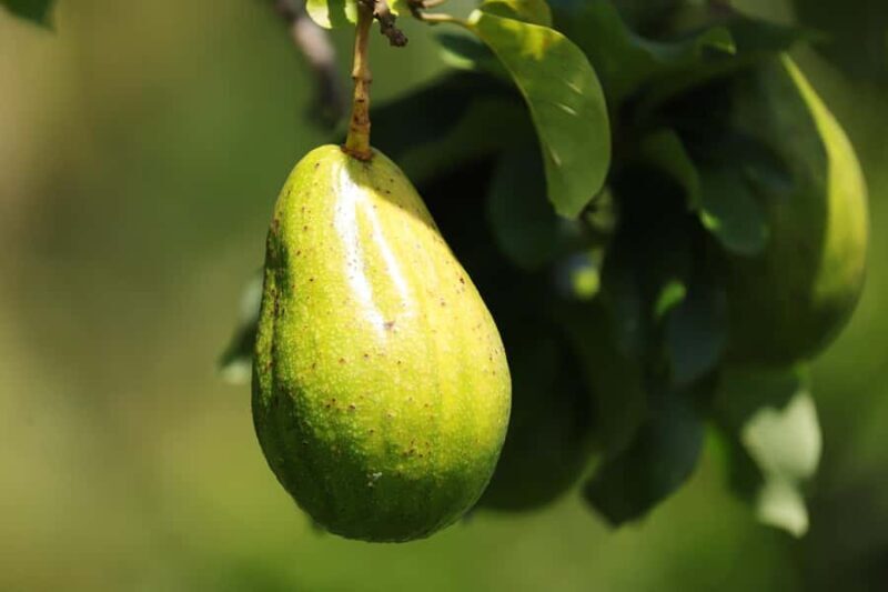 Fiji: Farm Tour: Animals, Honey Tasting & Fijian Cooking - Final Thoughts