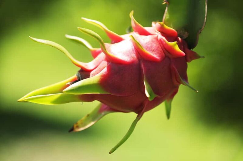 Fiji: Farm Tour: Animals, Honey Tasting & Fijian Cooking - Final Word