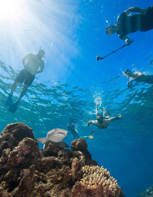 Fiji: Ultimate Encounters Snorkel with Sharks and Lunch - Who Is This Tour Best For?