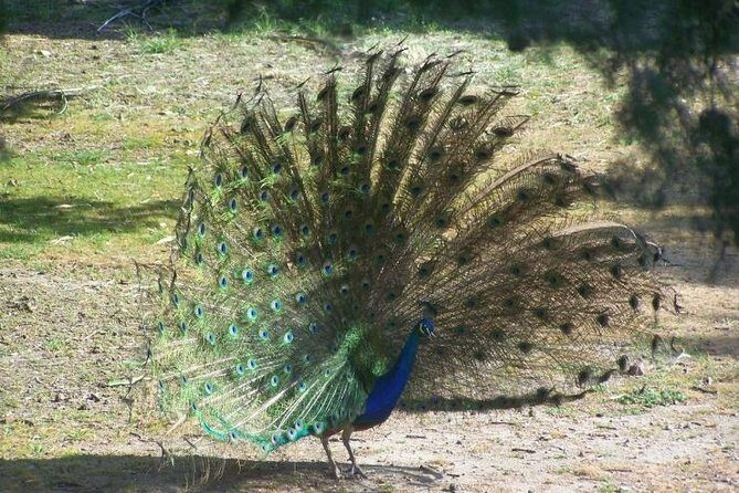 Filerimos Hill & Butterflies Valley Adventure! - FAQ