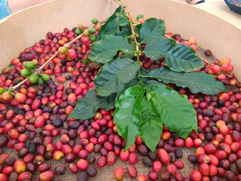 Finca Los Castaños: Agaete Valley Coffee Tour & Tasting - Tour Logistics and Practical Details