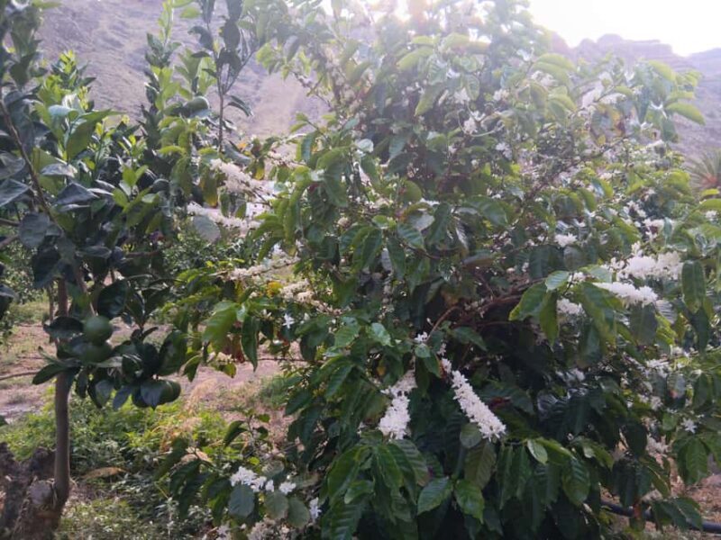 Finca Los Castaños: Agaete Valley Coffee Tour & Tasting - FAQ