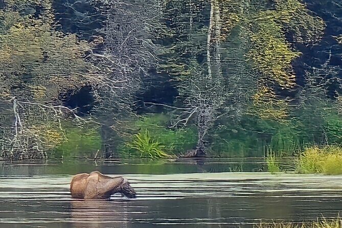 Fire & Ice: Chena Hot Springs, Ice Museum + Aurora Adventure - Price and Value for Money