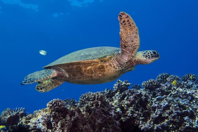 First Time Introductory Scuba Dive - The Value of the Price