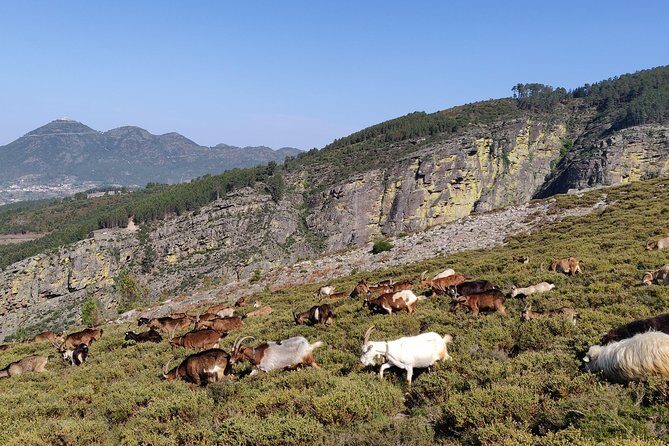 Fisgas de Ermelo Trail - What We Like and What to Consider