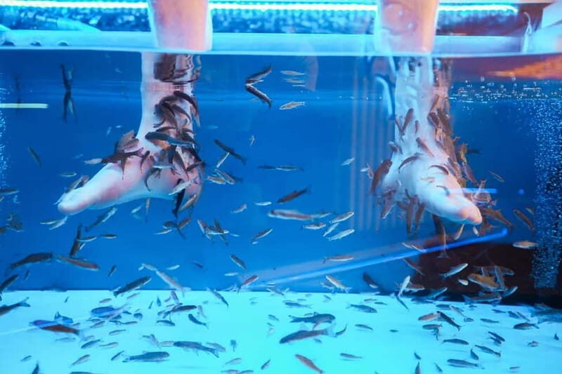 Fish Spa Experience Playa Fañabe - What You Can Expect from the Fish Spa Experience