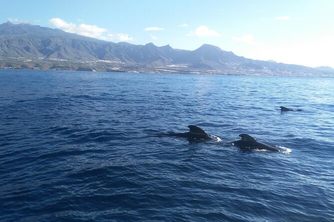 Fishing trip, Tenerife Sea Passion - Final Thoughts