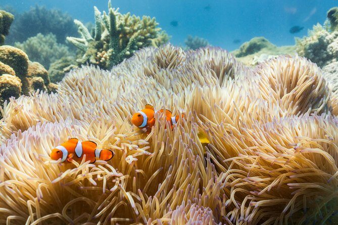 Fitzroy Island Day Tour from Cairns - Key Points