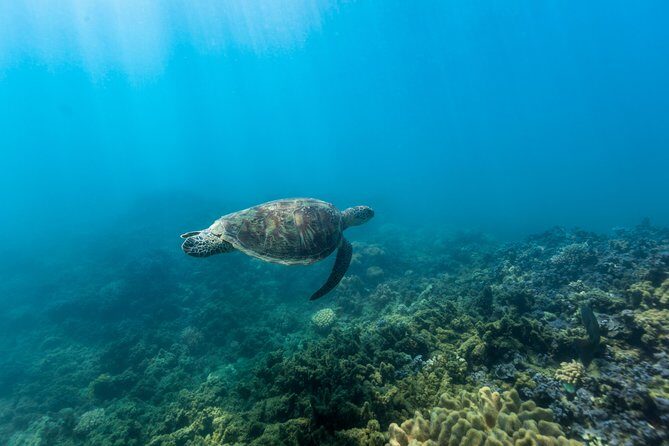 Fitzroy Island Day Tour from Cairns - Real Travelers’ Perspectives