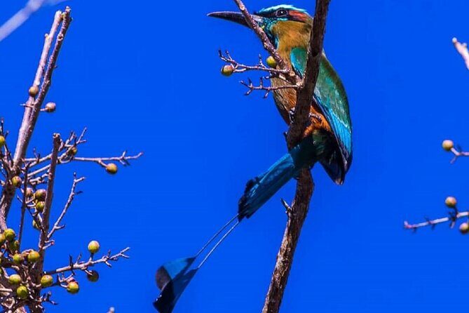 Five Cenotes Jungle Experience in the Riviera Maya - Final Words