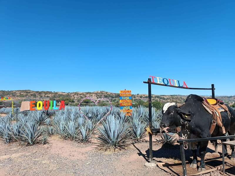 Five-star factory: Meet Orendain tequila. - Price, Duration, and Overall Value
