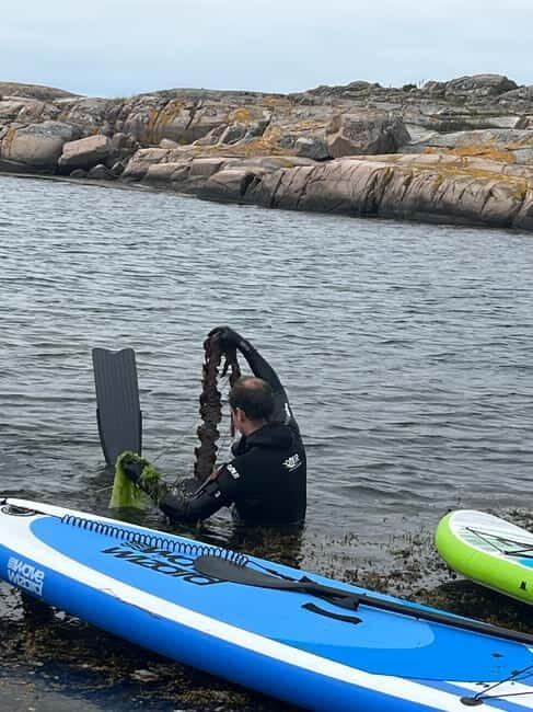 Fjällbacka: Seaweed Picking and SUP Paddling Tour - FAQ