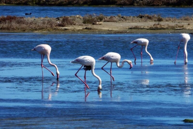 Flamingo-Birdwatching in the Ebro Delta at Sunset - The First Stop: Organic Rice Farm & Lagoon