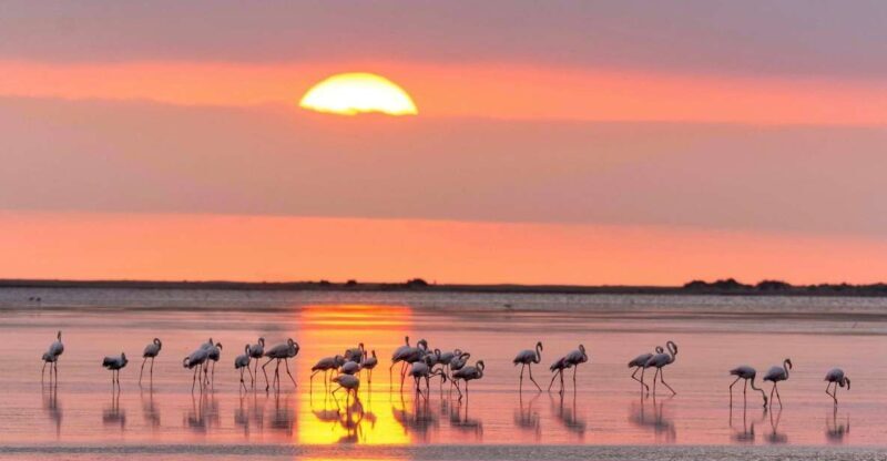 Flamingo-Birdwatching in the Ebro Delta at Sunset - Final Stop: Trabucador Beach & Sunset