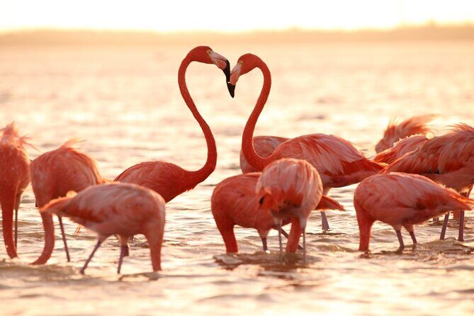 Flamingo Sightseeing Pink Lake Tour and Rio Lagartos Boat Ride - Practical Details and Tips