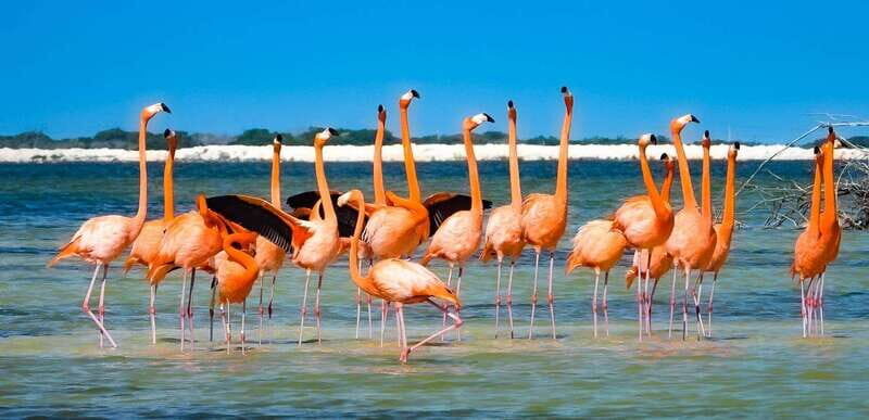 flamingo tour in Rio Lagartos, Yucatan 3 hours - Key Points