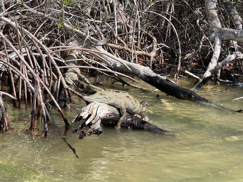 flamingo tour in Rio Lagartos, Yucatan 3 hours - Final Thoughts