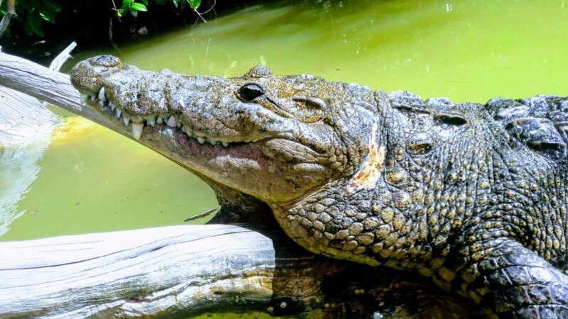 Flamingo tour Rio Lagartos, Yucatan 2 hours - A Closer Look at the Rio Lagartos Flamingo Tour