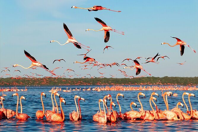 Flamingo Watching Private Tour in Celestun Biosphere Reserve - An In-Depth Look at the Tour