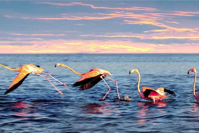 Flamingo Watching Private Tour in Celestun Biosphere Reserve - Final Thoughts