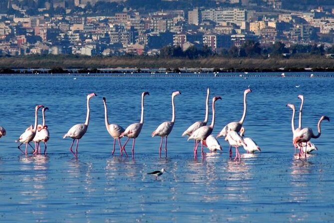Flamingos Sightseeing Segway Tour - An In-Depth Look at the Tour Experience