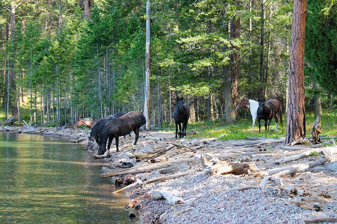 Flathead Lake Private Sunset Wild Horse Island Boat Tour - Key Points