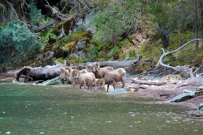 Flathead Lake Private Sunset Wild Horse Island Boat Tour - Price and Value