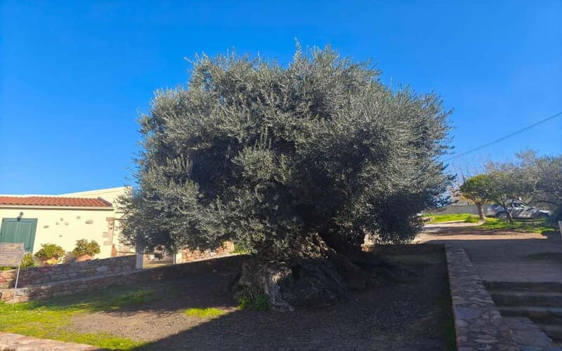 Flavors of Crete from Chania: Wine & Olive Oil Tasting Tour - Who Will Love This Tour?