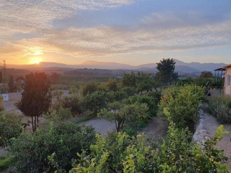 Flavors of the Sun: Guided tour and citrus tasting from the Costa del Sol - The Experience in Detail