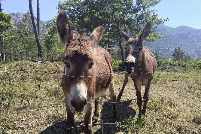 Flavours of Konavle: Wine, Food & Village Life Experience - The Price and Value