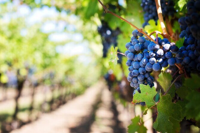 Florence and Chianti Private Wine Tasting Tour from Florence - The Scenic Drive and Vineyard Visit