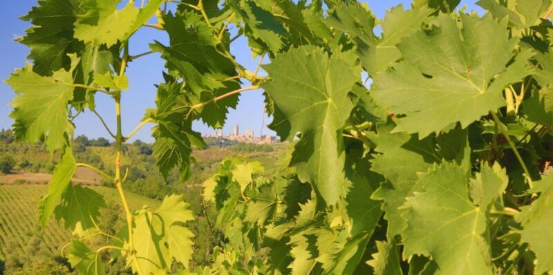 Florence: Chianti Villages, San Gimignano and Winery Tour - FAQ — Practical Questions Answered