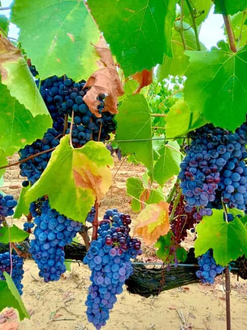 Florence: Countryside Tour with Wine Tasting & Pasta Class - Final Word