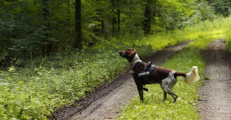 Florence: Tuscany Truffle Hunt Culinary Adventure Tour - Considerations and Practicalities