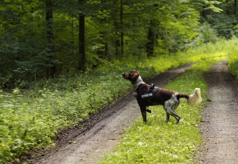Florence: Tuscany Truffle Hunt Culinary Adventure Tour - FAQ