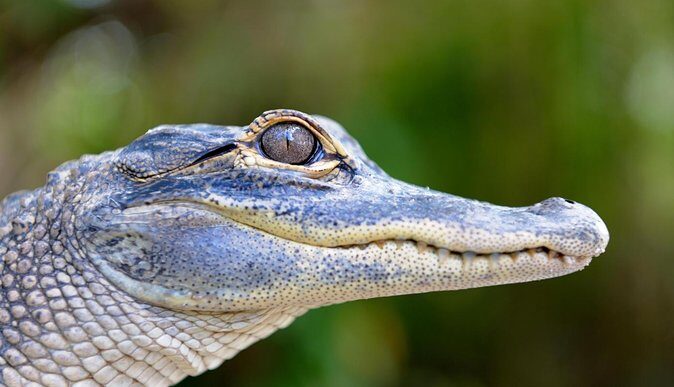 Florida Everglades Airboat Tour and Wild Florida Admission with Optional Lunch - Who Should Consider This Tour?