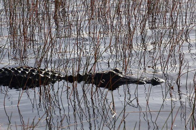 Florida Everglades Night Airboat Tour near Fort Lauderdale - The Experience Itself: A Day in the Life