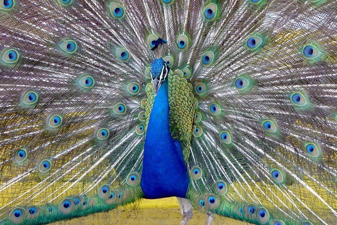 Florida Everglades Night Airboat Tour near Fort Lauderdale - Final Thoughts