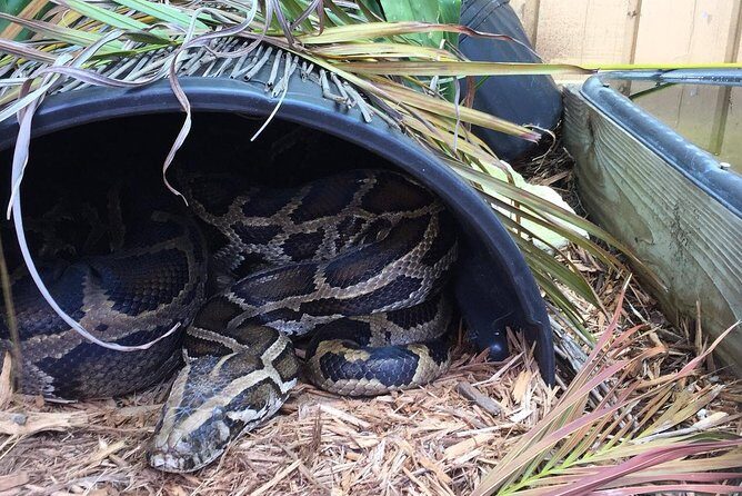 Florida Everglades Private Night Airboat Ride Tour - Final Thoughts