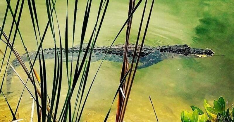 Florida Keys: Aquarium Encounters Day Tour with Lunch - FAQs