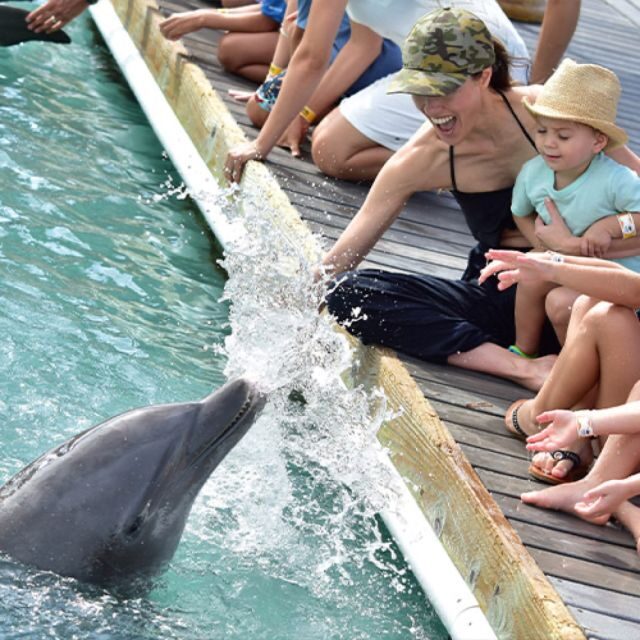 Florida Keys: Dockside Dolphin Experience - Final Thoughts