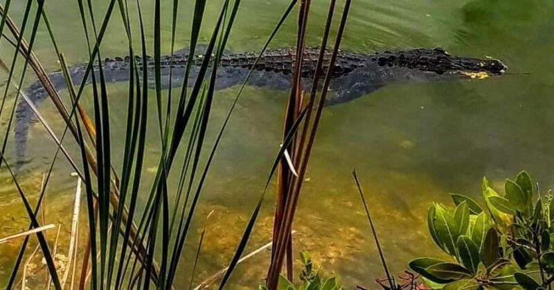 Florida Keys: Up The Keys Nature Tour - The Value of the Florida Keys: Up The Keys Nature Tour