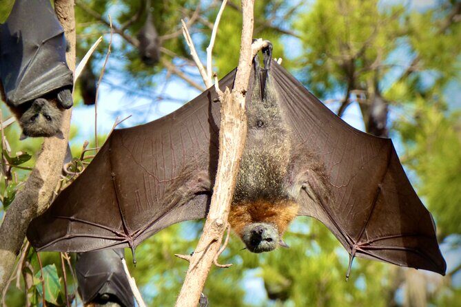 Flying Fox Experience, Thousands of Australia's Largest Bat - The Value for Money