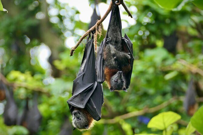 Flying Fox Experience, Thousands of Australia's Largest Bat - Who Would Love This Tour?
