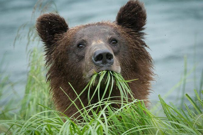 Focus on Haines Private Nature / Photography tour - Who Should Consider This Tour?