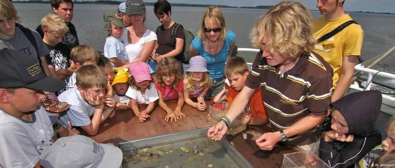 Föhr: Boat trip to the seals - What to Expect During the Tour